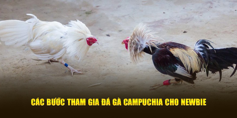 Các bước tham gia đá gà Campuchia cho newbie 