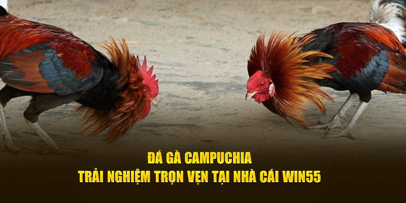 đá gà campuchia