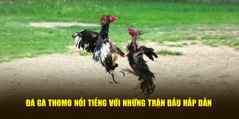Đá gà Thomo nổi tiếng với vô số trận đấu hấp dẫn