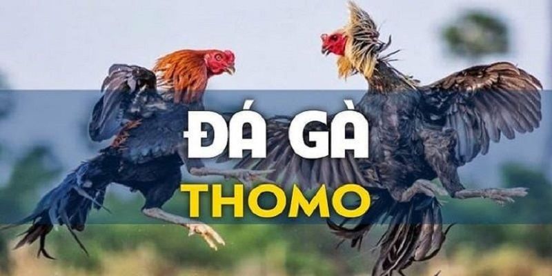 Hình thức đá gà Thomo rất được yêu thích tại nền tảng
