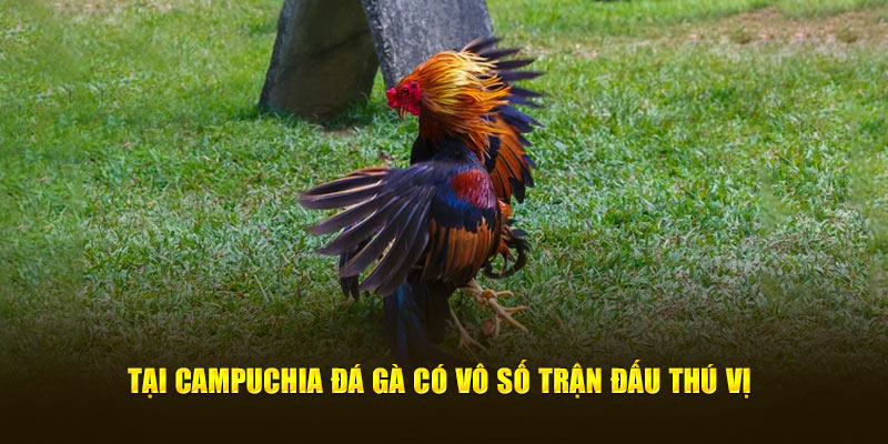 Tại Campuchia đá gà có vô số trận đấu thú vị 