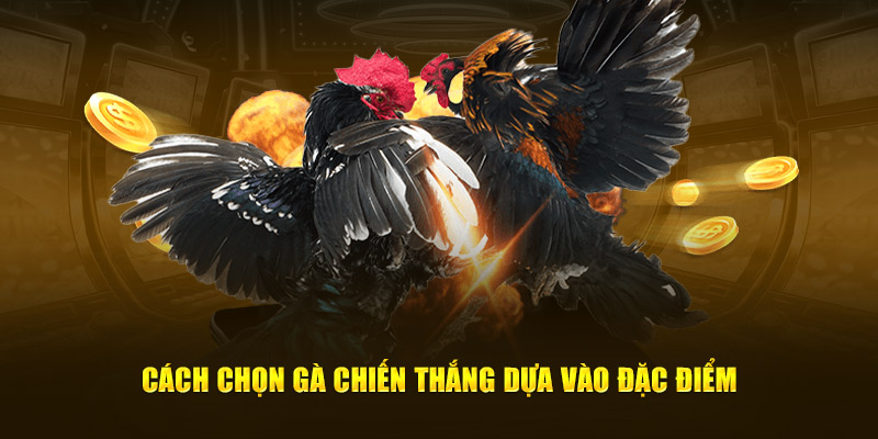 Cách chọn gà chiến thắng dựa vào đặc điểm