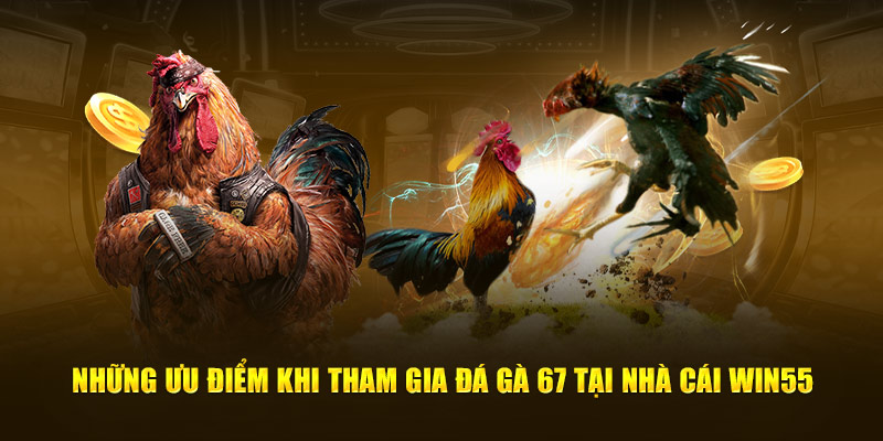 Những ưu điểm khi tham gia đá gà 67 tại nhà cái WIN55