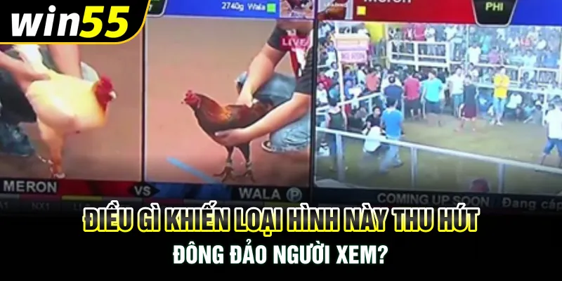 Điều gì khiến loại hình này thu hút đông đảo người xem?